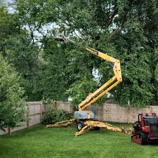 Best Tree Removal  in Granville, WV