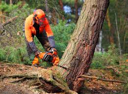 Tree and Shrub Care in Granville, WV