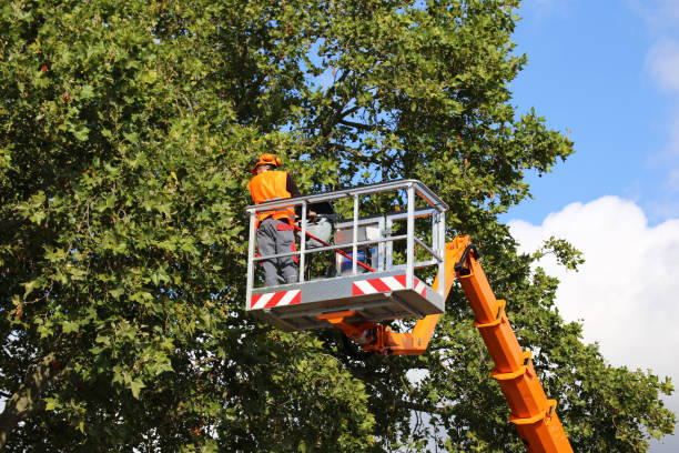 Best Aeration Services  in Granville, WV