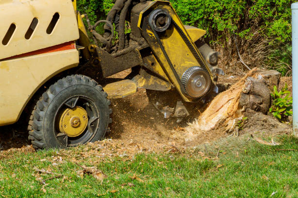 Best Stump Grinding and Removal  in Granville, WV