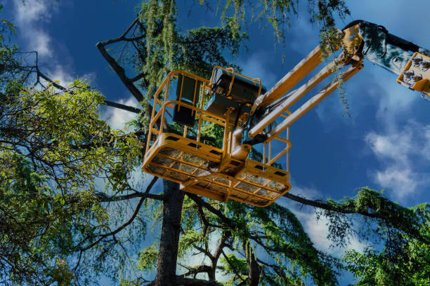 Best Palm Tree Trimming  in Granville, WV