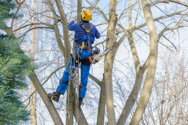 How Our Tree Care Process Works  in  Granville, WV