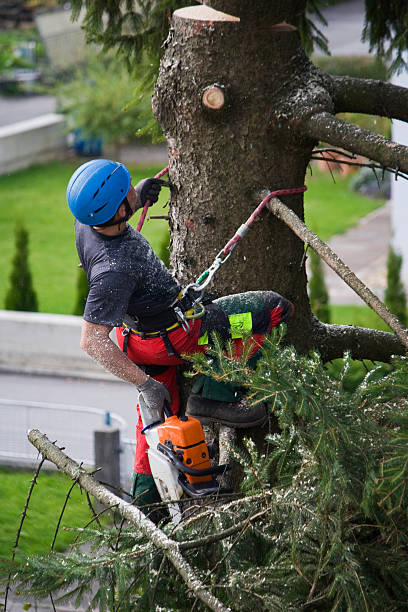 Best Tree Maintenance Programs  in Granville, WV