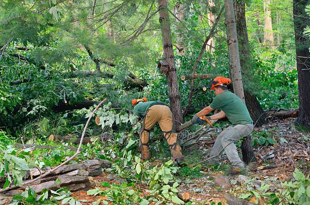  Granville, WV Tree Services Pros