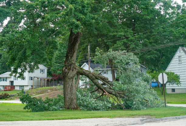 Trusted Granville, WV Tree Services Experts