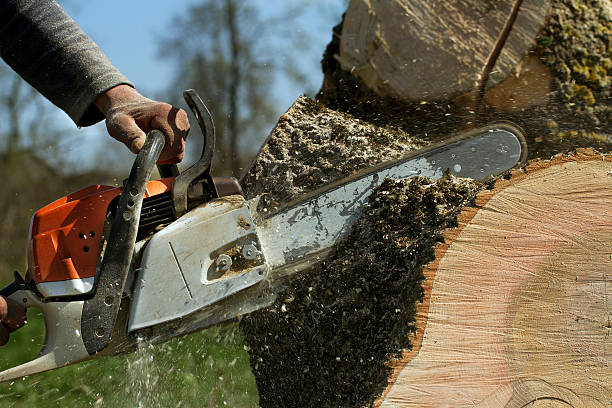 Best Storm Damage Tree Cleanup  in Granville, WV