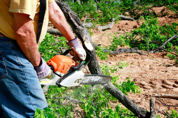 Best Tree Mulching  in Granville, WV